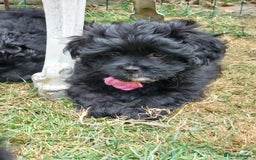 Mixed Breed dogs for sale: Poodle-Pekingese (peekapoo) pups - Image 2