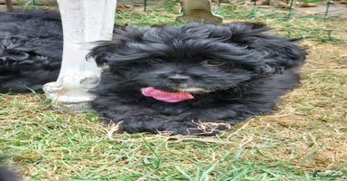 Mixed Breed dogs - Advert 15