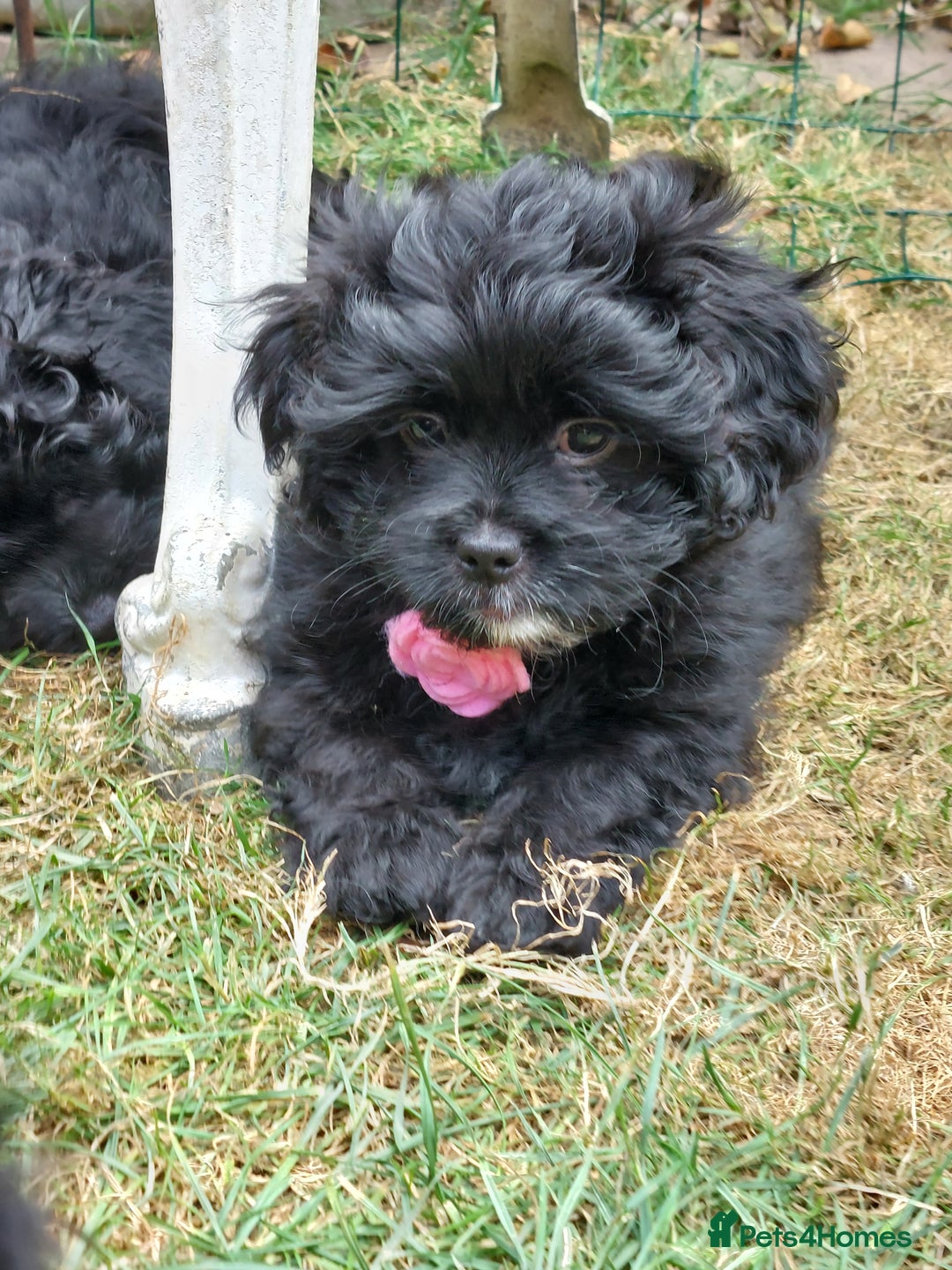 Mixed Breed dogs for sale: Poodle-Pekingese (peekapoo) pups - Image 2