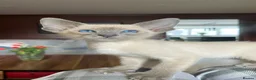 Siamese cats for sale: Pedigree GCCF Registered Siamese Kittens  - Advert 5