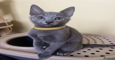 Russian Blue cats - Advert 2