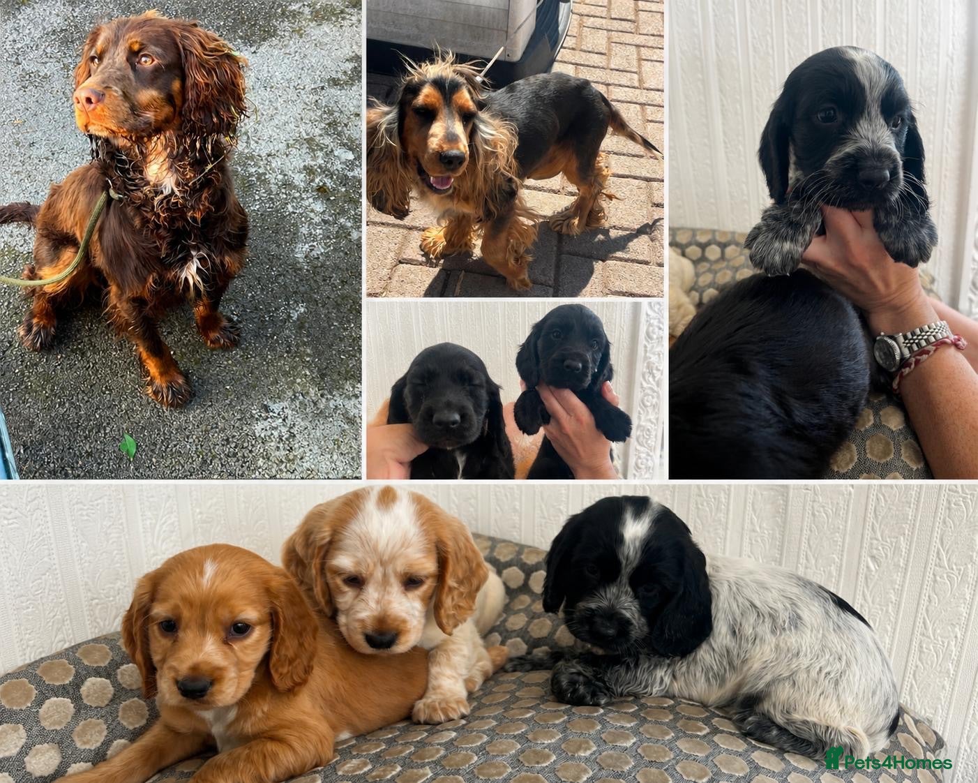 Cocker Spaniel dogs Adorable show cross cocker spaniel puppies  - Advert 1