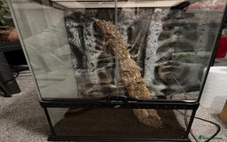 Gecko reptiles for sale: Proven male crested gecko - Advert 4