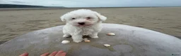 Bichon Frise dogs for sale: 🐾💕🩵Puppies looking for their forever homes!🏡🤍 in Shrewsbury - Advert 9