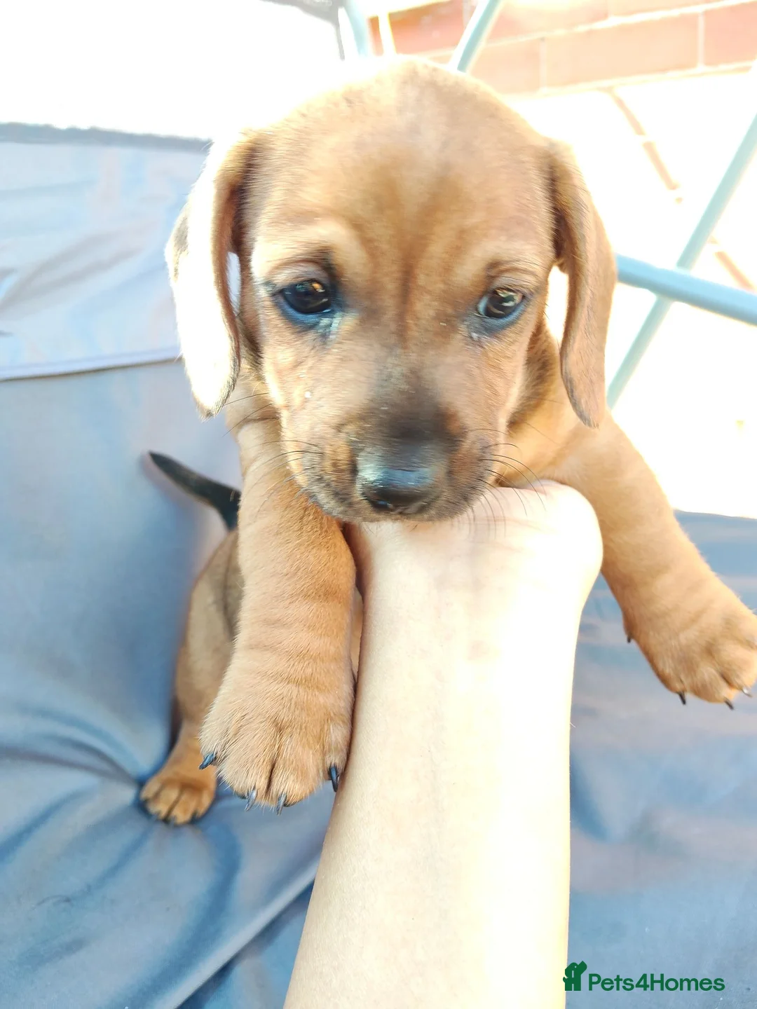 Mixed Breed dogs for sale: Miniature dachshund mixed with Patterdale  - Advert 2