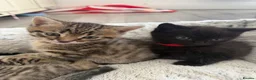 Mixed Breed cats for sale: Kittens looking for forever homes in Morecambe - Advert 5