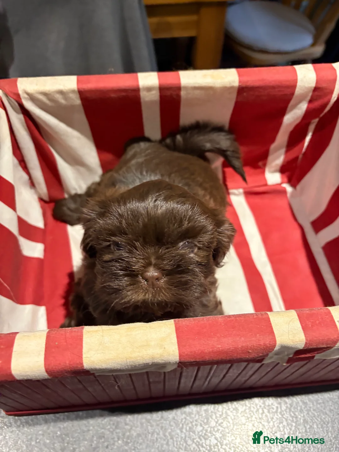 Shih Tzu dogs for sale: ALL SOLD THANK YOU - Advert 21