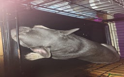 French Bulldog dogs for sale: Lilac and tan isabella fluffy carrier male  - Advert 3