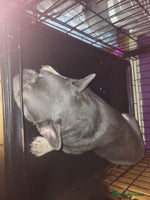 French Bulldog dogs Lilac and tan isabella fluffy carrier male - Advert 5