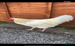 Chickens poultry for sale: 2 x beautiful Cockerels - Image 3