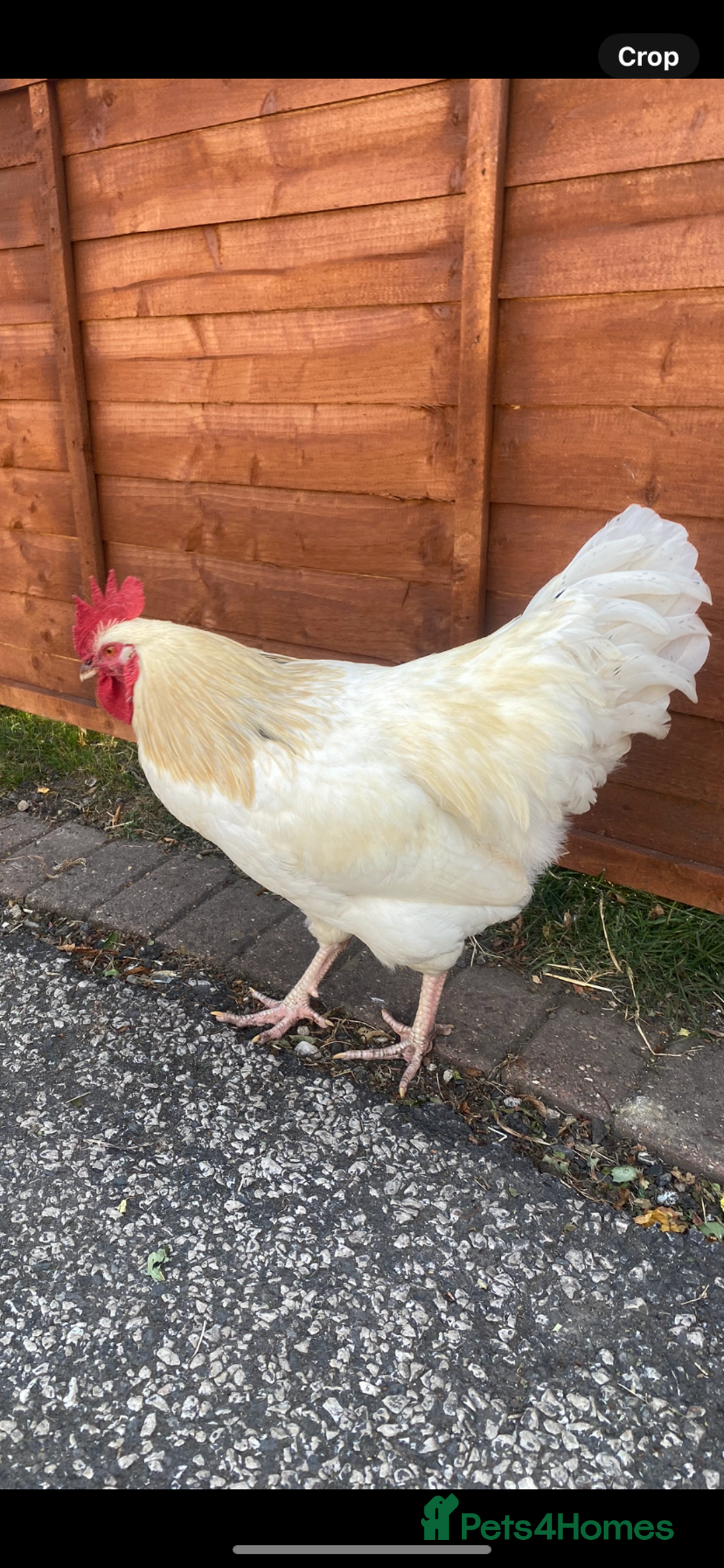 Chickens poultry for sale: 2 x beautiful Cockerels - Image 3