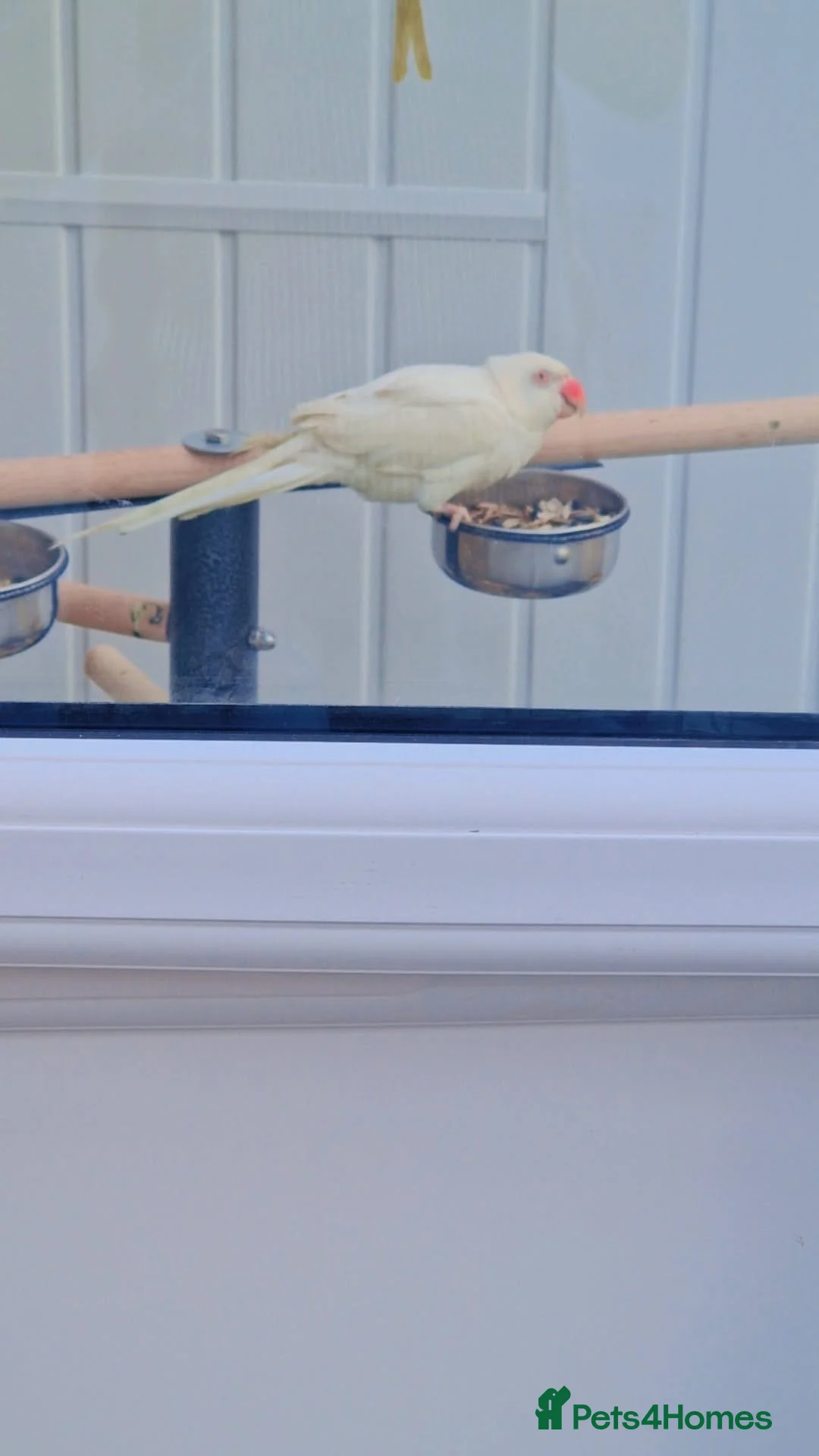 Parrots birds for sale: white female ringneck in Bradford - Advert 4