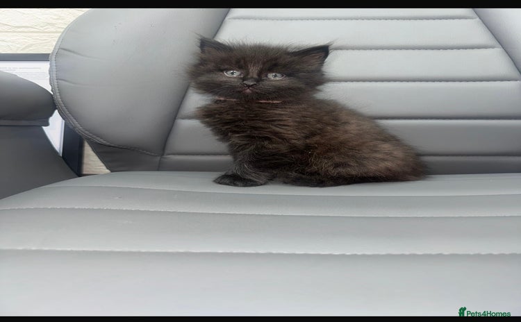 Mixed Breed cats female kittens  - Advert 13