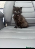 Mixed Breed cats Chocolate female kitten - Advert 3