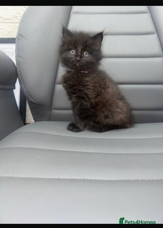 Mixed Breed cats female kittens - Advert 13