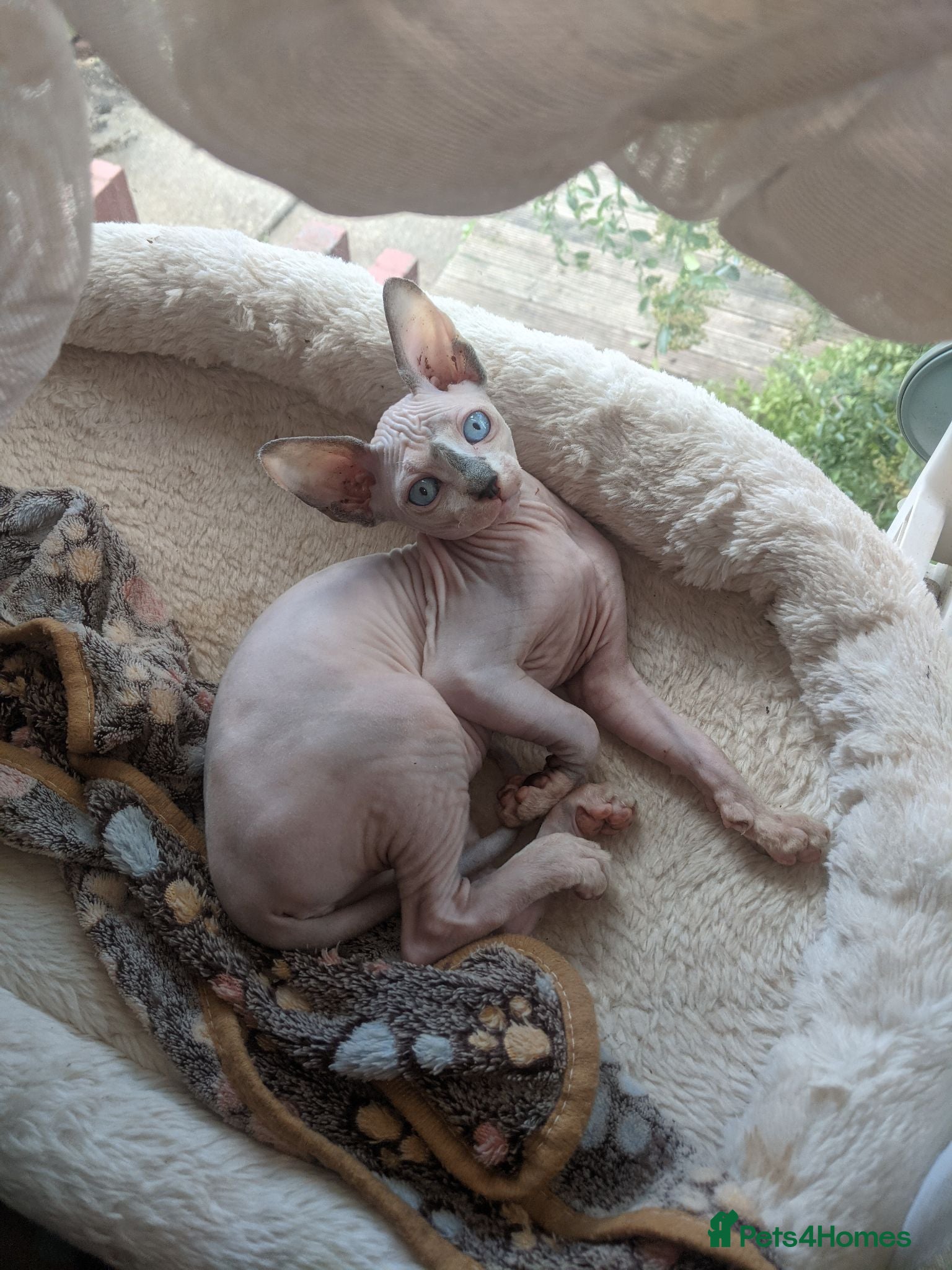 Sphynx cats Reduced price Last White cream girl available  - Advert 2