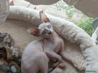 Sphynx cats Reduced price Last White cream girl available - Advert 2