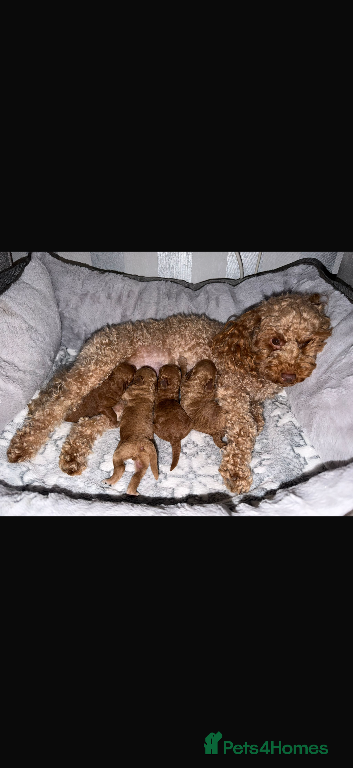 Toy Poodle dogs Toy poodle  - Advert 1