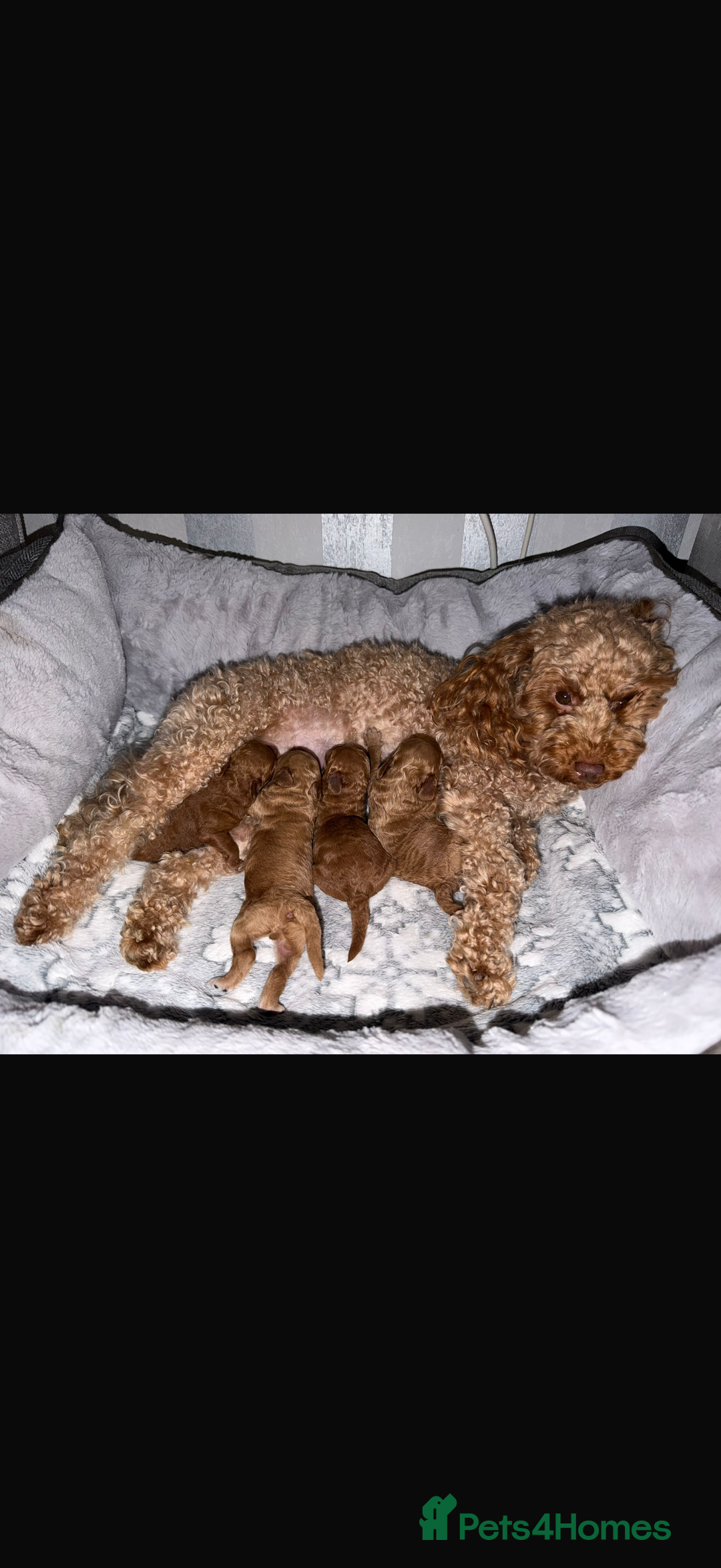 Toy Poodle dogs for sale: Toy poodle  - Advert 1