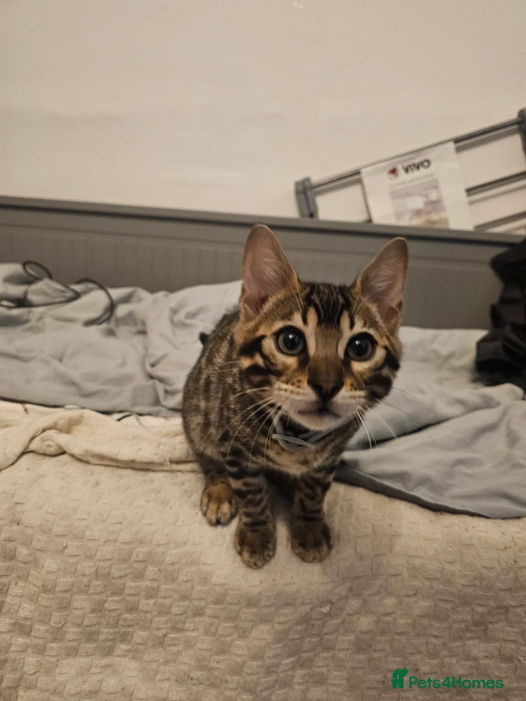 Bengal cats for sale: Bengal in London - Advert 2