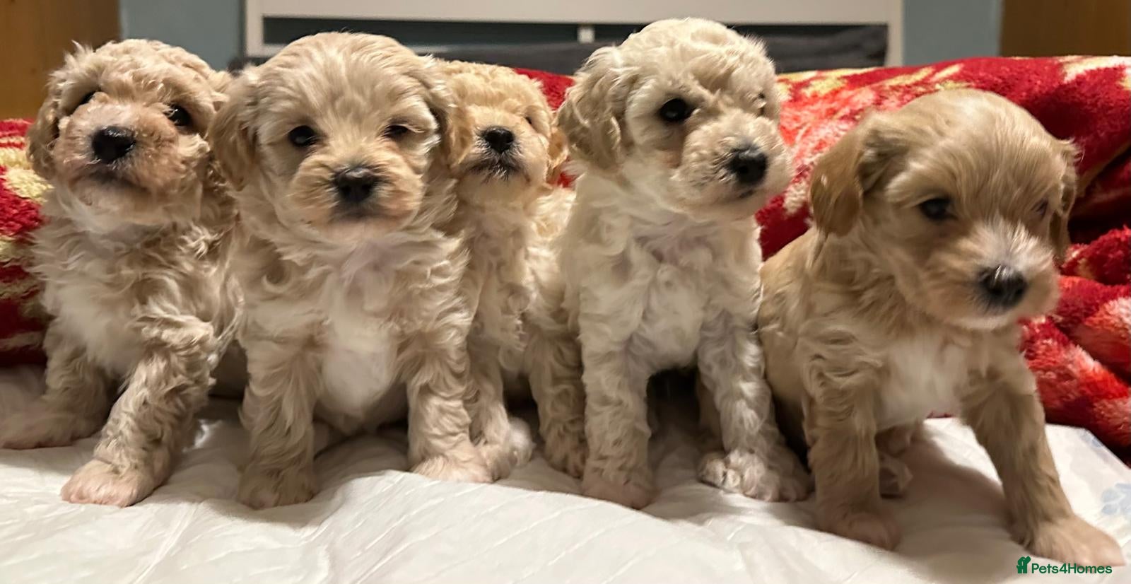 Maltipoo dogs Adorable maltipoos puppies  - Advert 1