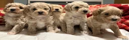 Maltipoo dogs for sale: Adorable maltipoos puppies  - Advert 1