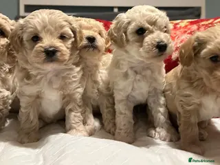 Maltipoo dogs Adorable maltipoos puppies - Advert 1