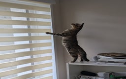Mixed Breed cats for sale: Gorgeous cross bengal girl - Image 12