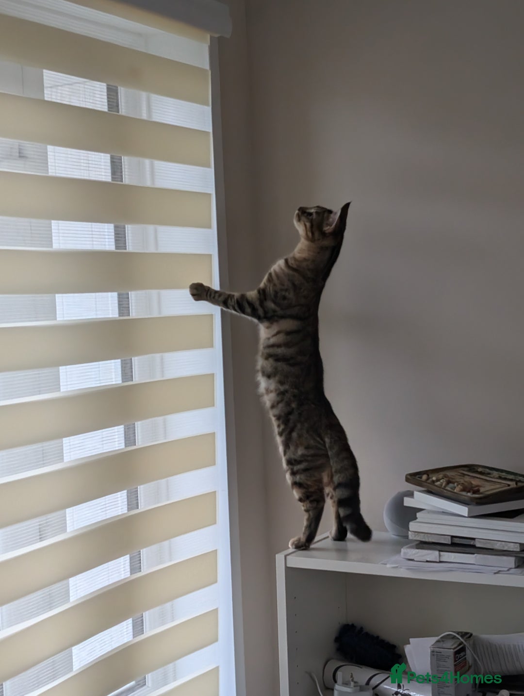 Mixed Breed cats for sale: Gorgeous cross bengal girl - Image 12