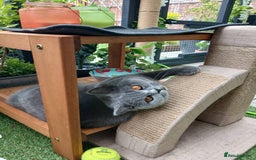 Mixed Breed cats for sale: Two indoor females seeking loving home together  - Image 10