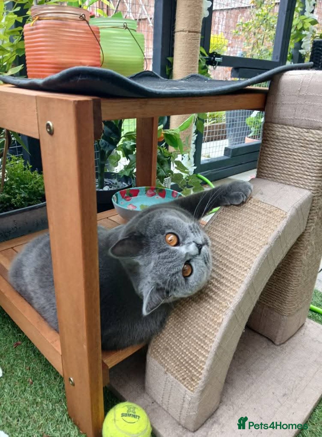 Mixed Breed cats for sale: Two indoor females seeking loving home together  - Image 10