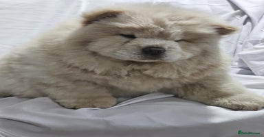Chow Chow dogs - Advert 6