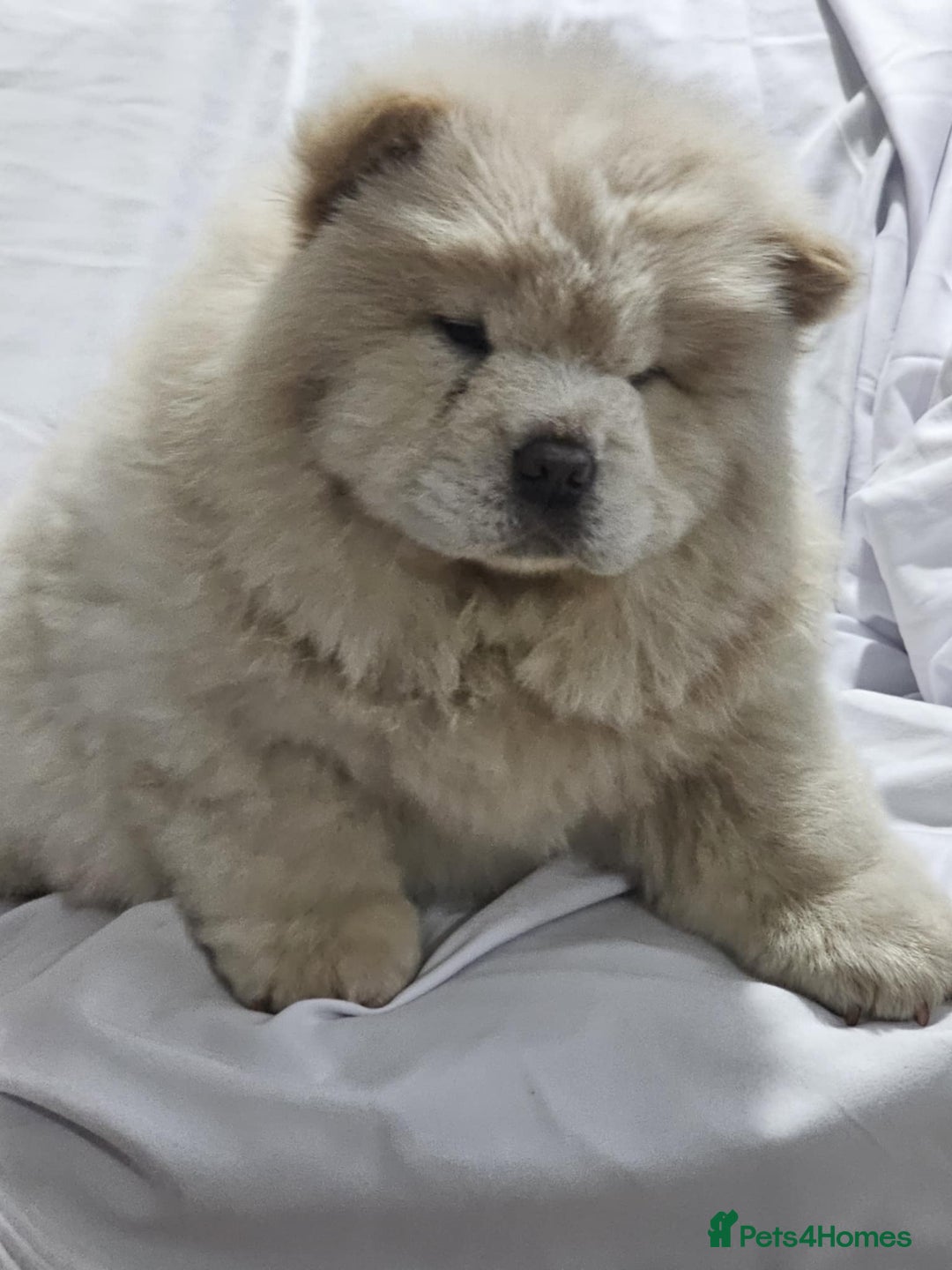 Chow Chow dogs for sale: chow chow puppy - Image 2