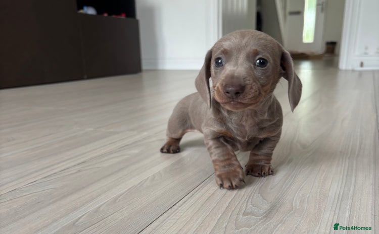 Miniature Dachshund dogs - Advert 4