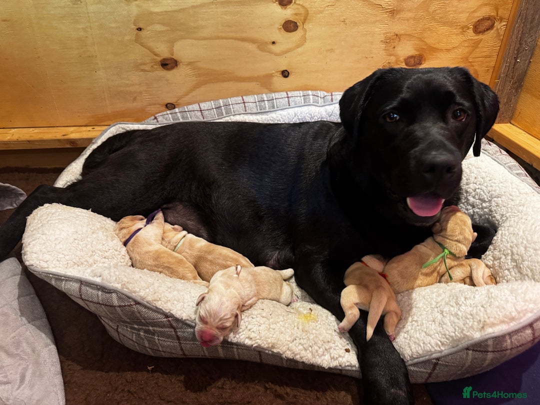 Labrador Retriever dogs for sale: English yellow Labradors  - Image 22