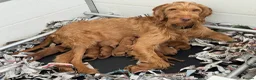 Hungarian Vizsla dogs for sale: Hungarian wired haired vizsla pups ready now - Advert 2
