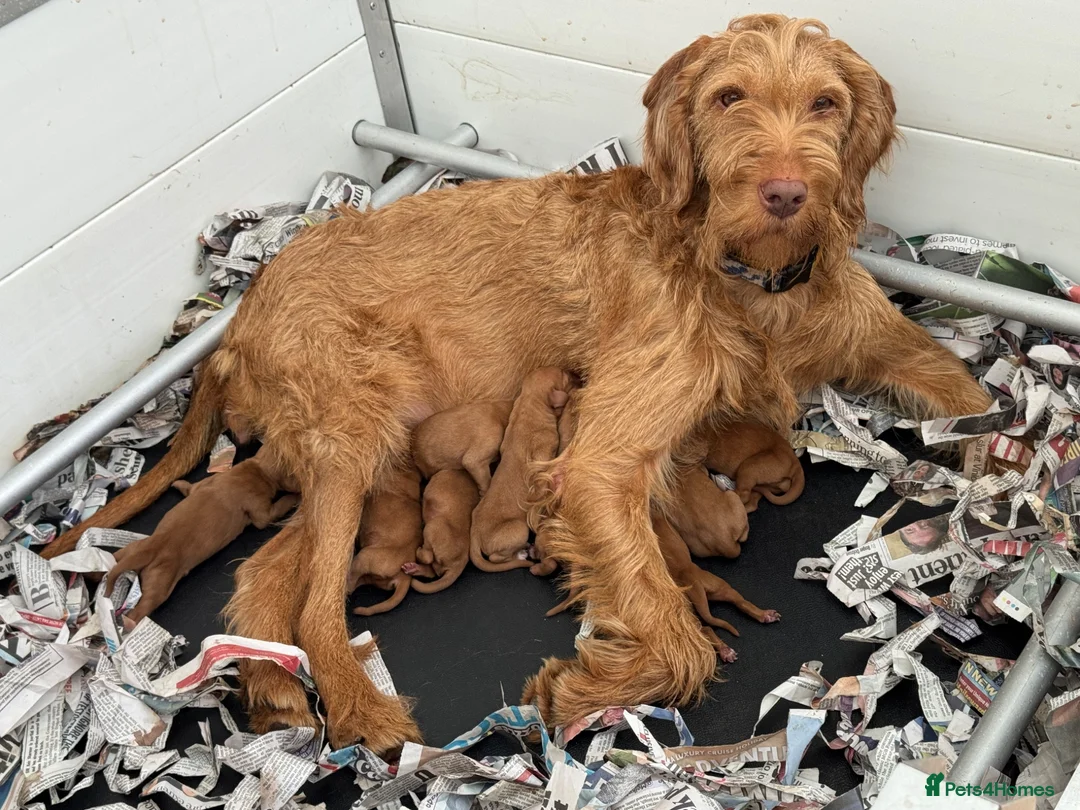 Hungarian Vizsla dogs for sale: Hungarian wired haired vizsla pups ready now - Advert 2