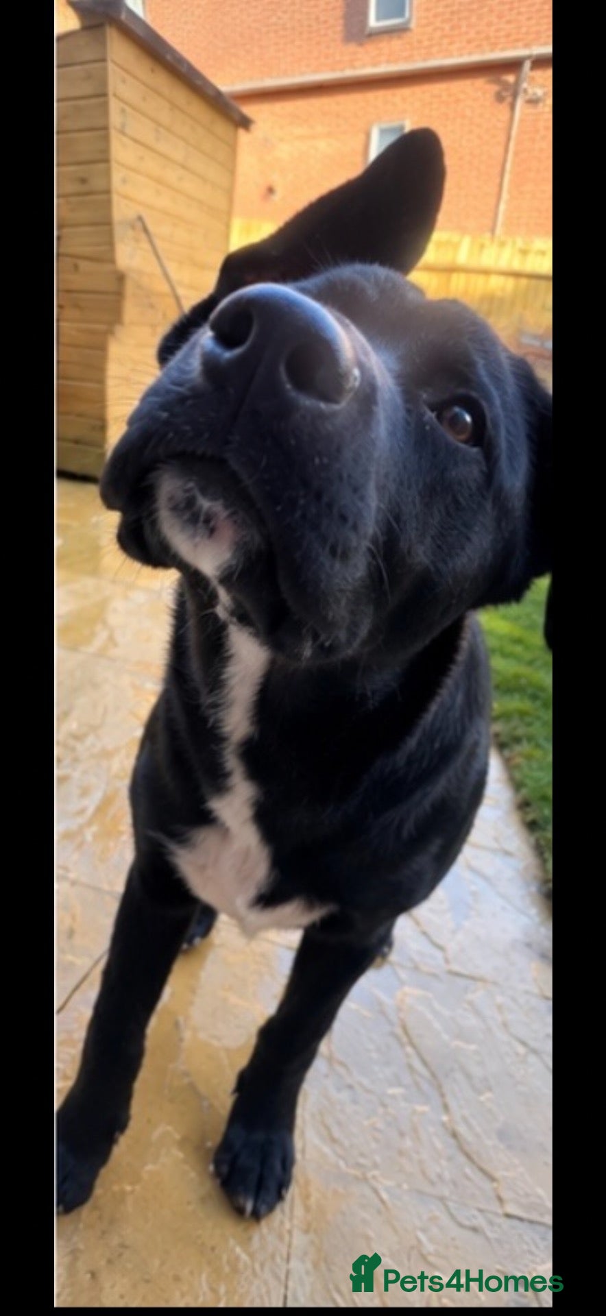 Mixed Breed dogs Cane Corsa - Advert 1