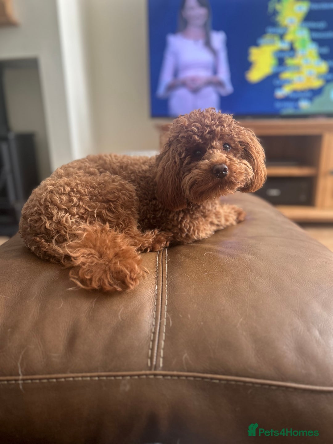 Toy Poodle dogs for stud: Kc health tested fox red Toy poodle for stud  - Image 10