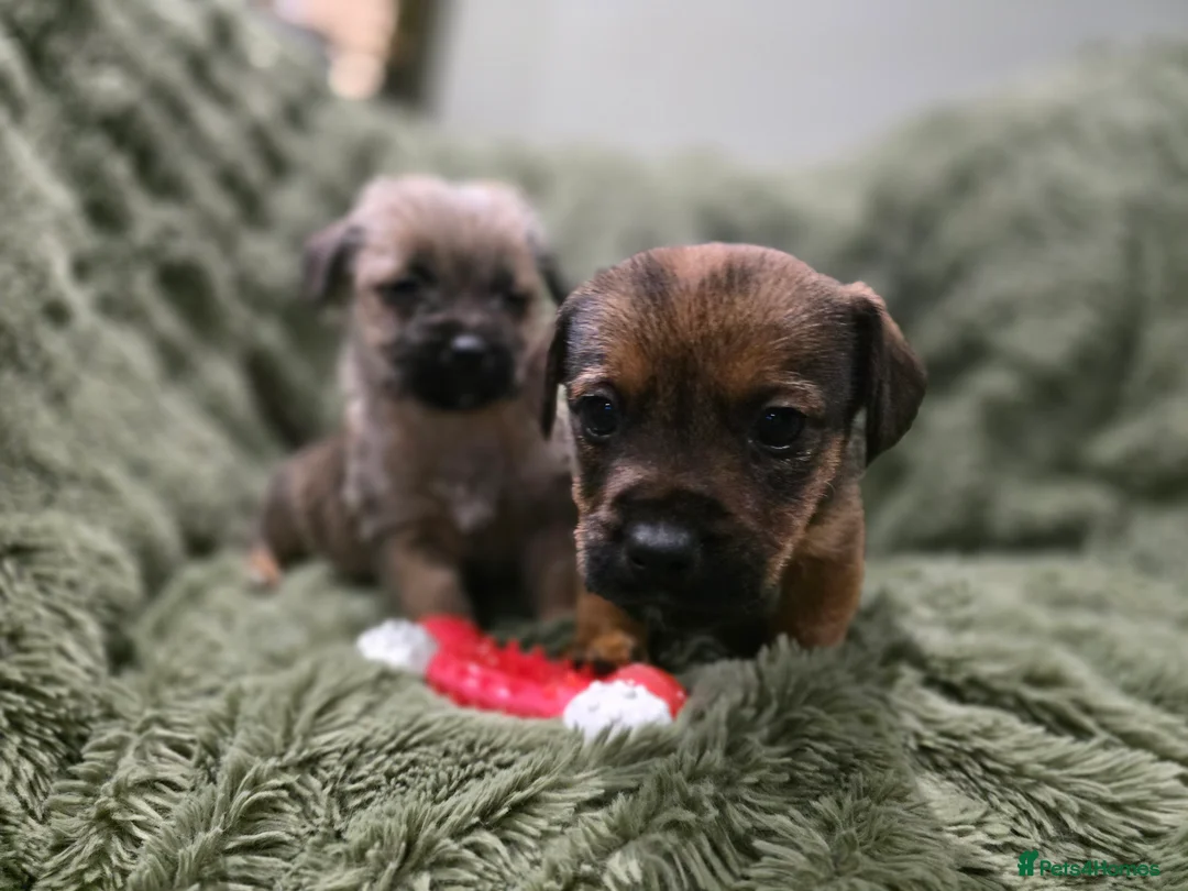 Mixed Breed dogs for sale: Puppies - Advert 8