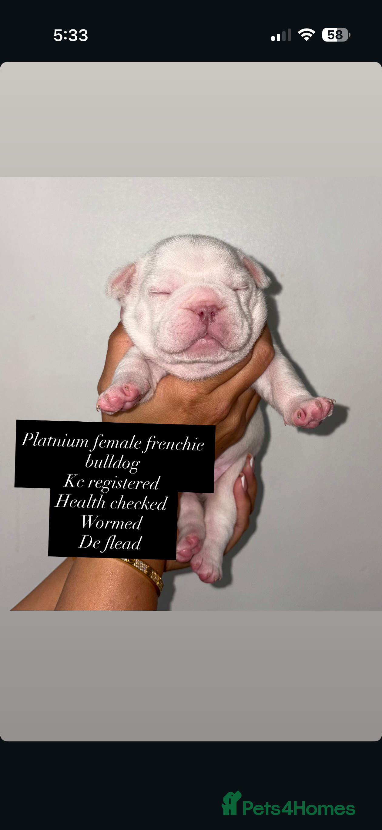 French Bulldog dogs  French bulldogs  - Advert 18