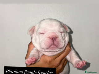 French Bulldog dogs French bulldogs - Advert 18