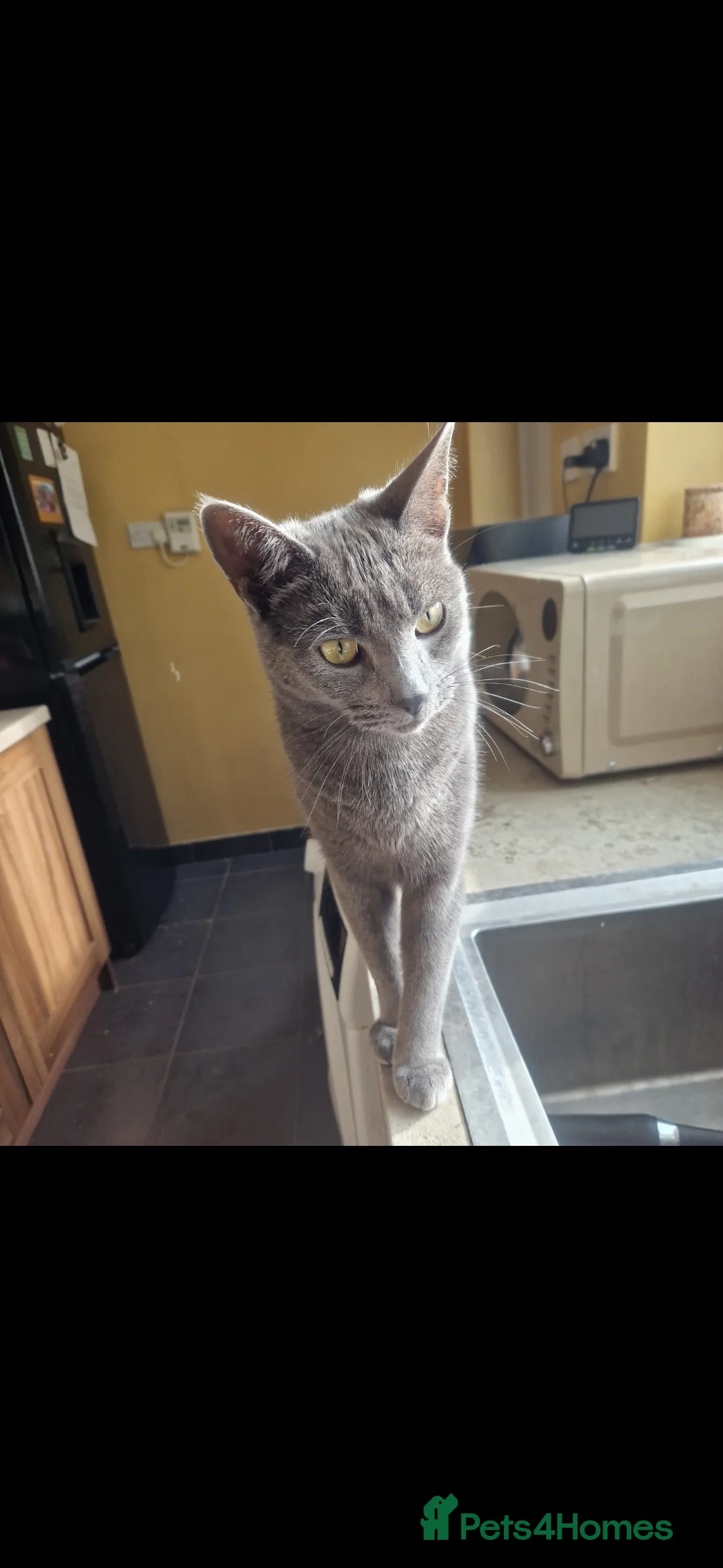 Mixed Breed cats for sale: 2 very chilled cats looking for their new home. - Advert 2