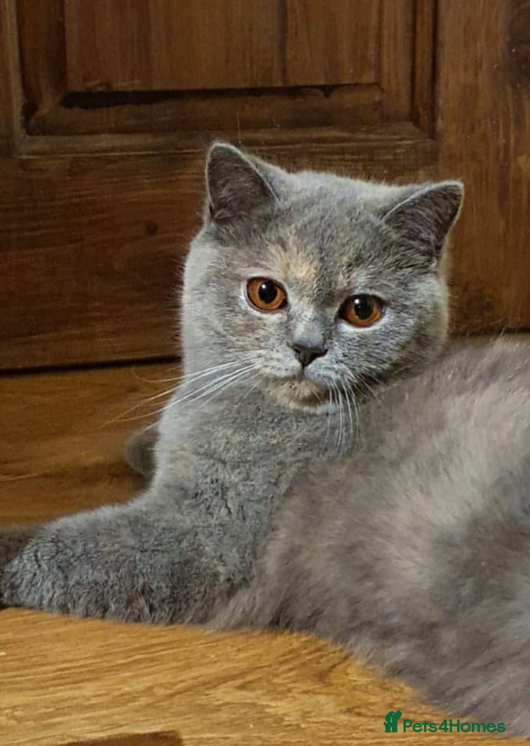 British Shorthair cats for sale: British short hair girl - Image 3