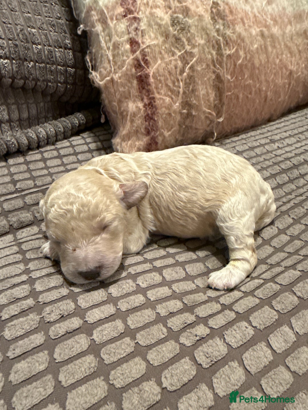 Maltipoo dogs for sale: Real life teddy bears 🧸  - Advert 9