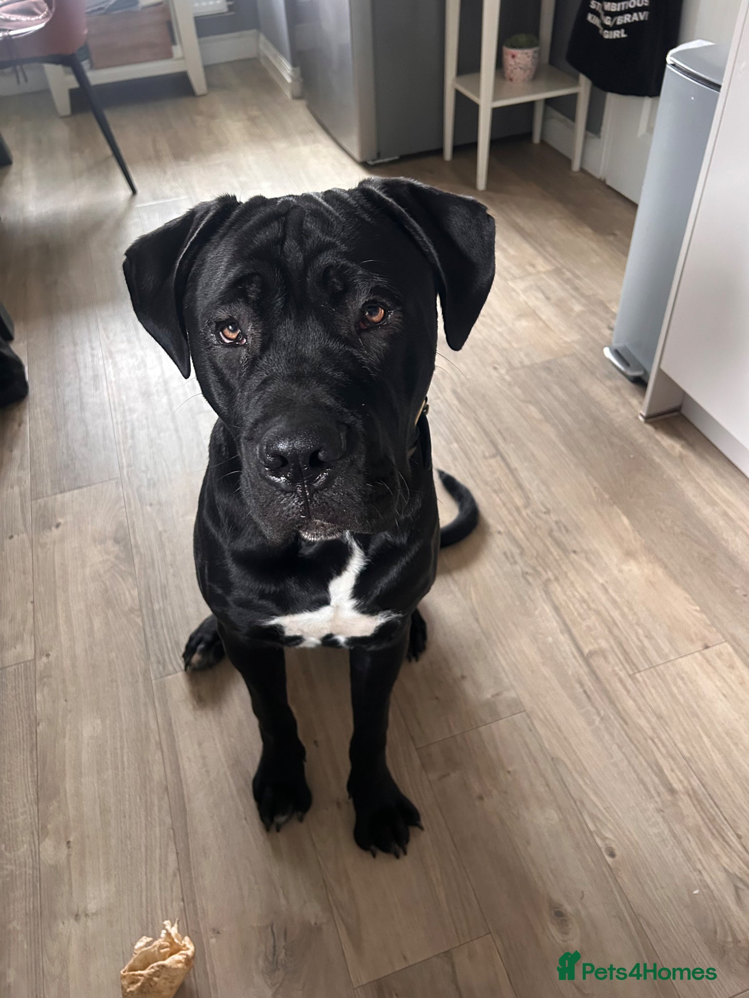 Cane Corso dogs Cane corso boy 9 months old  - Advert 11