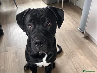 Cane Corso dogs Cane corso boy 9 months old - Advert 11