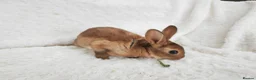 Rex rabbits for sale: Mini rex rabbits, black Vienna marked buck - Advert 5