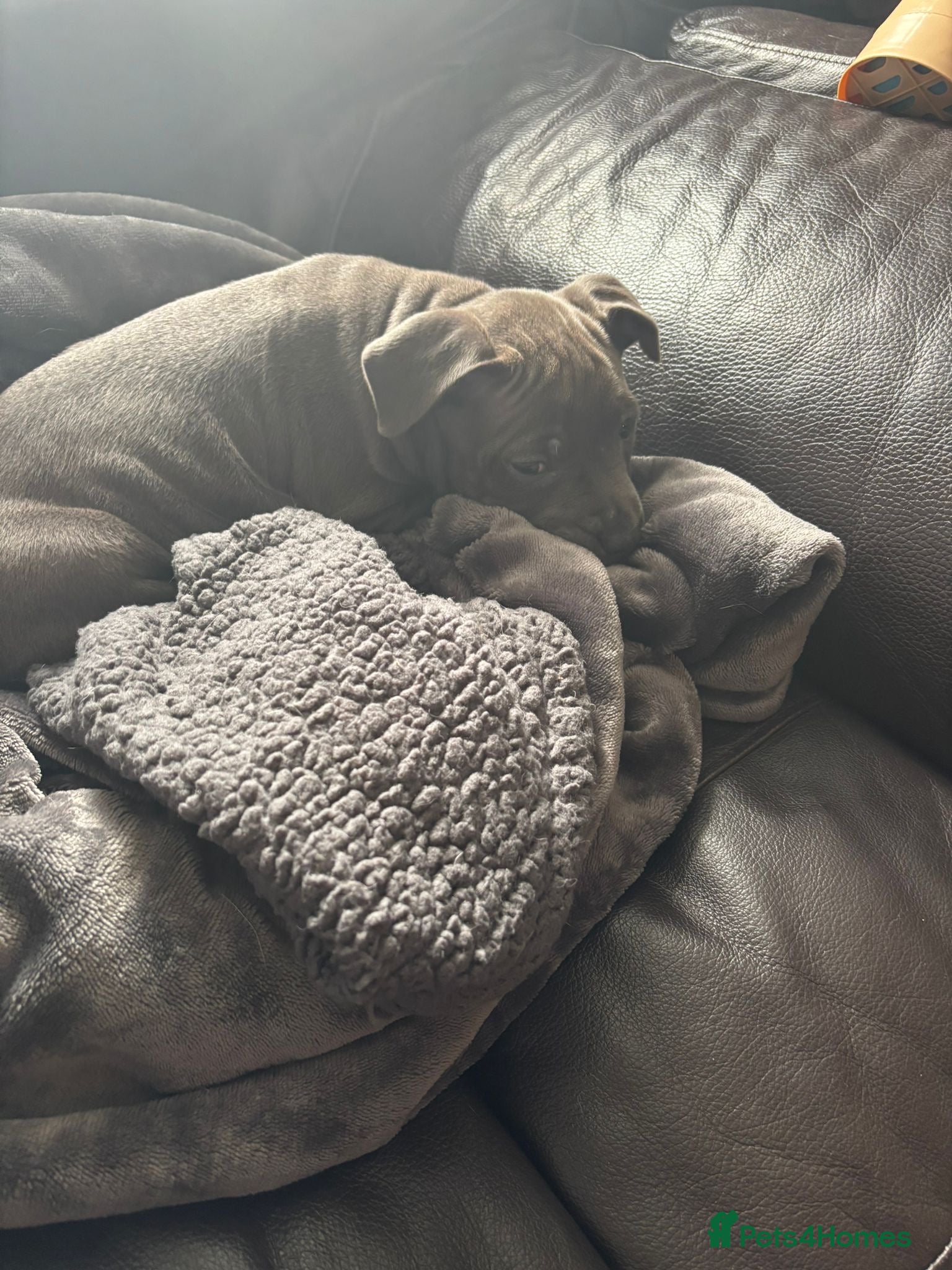 Staffordshire Bull Terrier Puppy 1