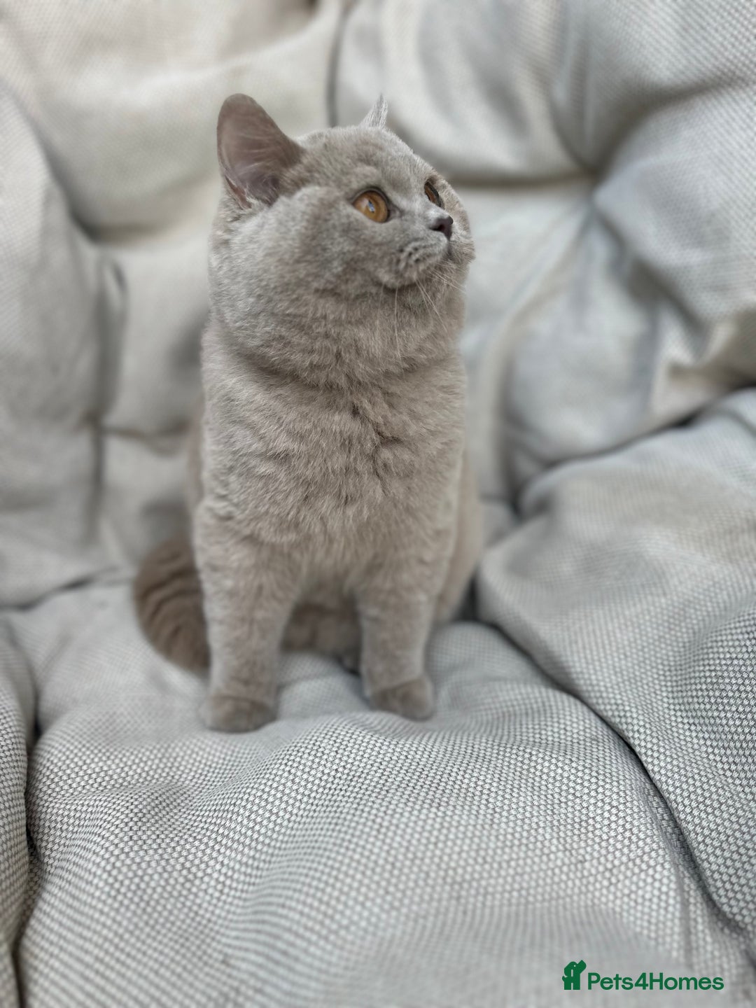 British Shorthair cats for sale: Ready British Shorthair Chunky Kittens - Advert 29